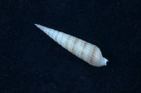 藏品(筍螺)的圖片